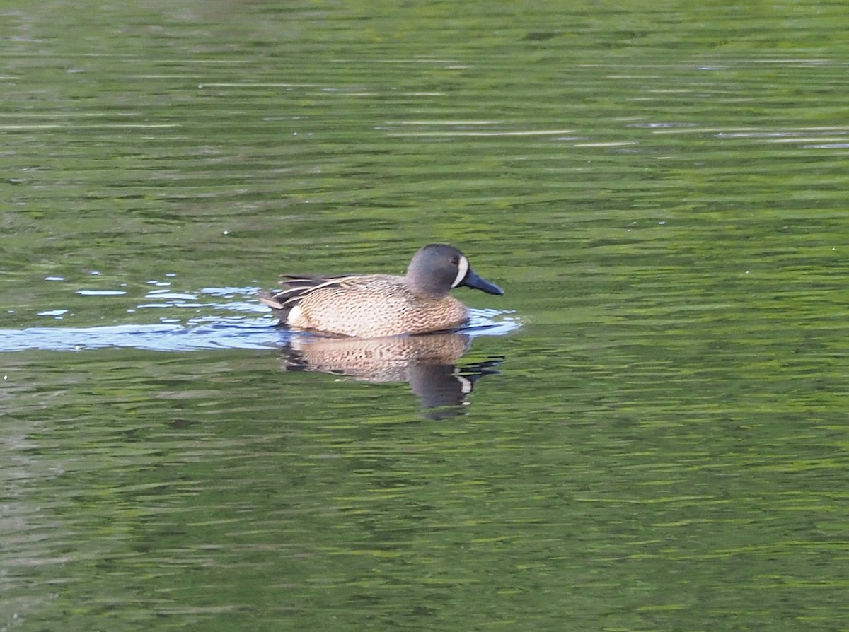 Blue-winged Teal - ML636285184