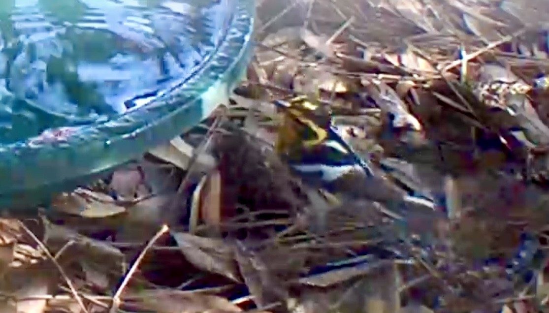 Blackburnian Warbler - ML636285307