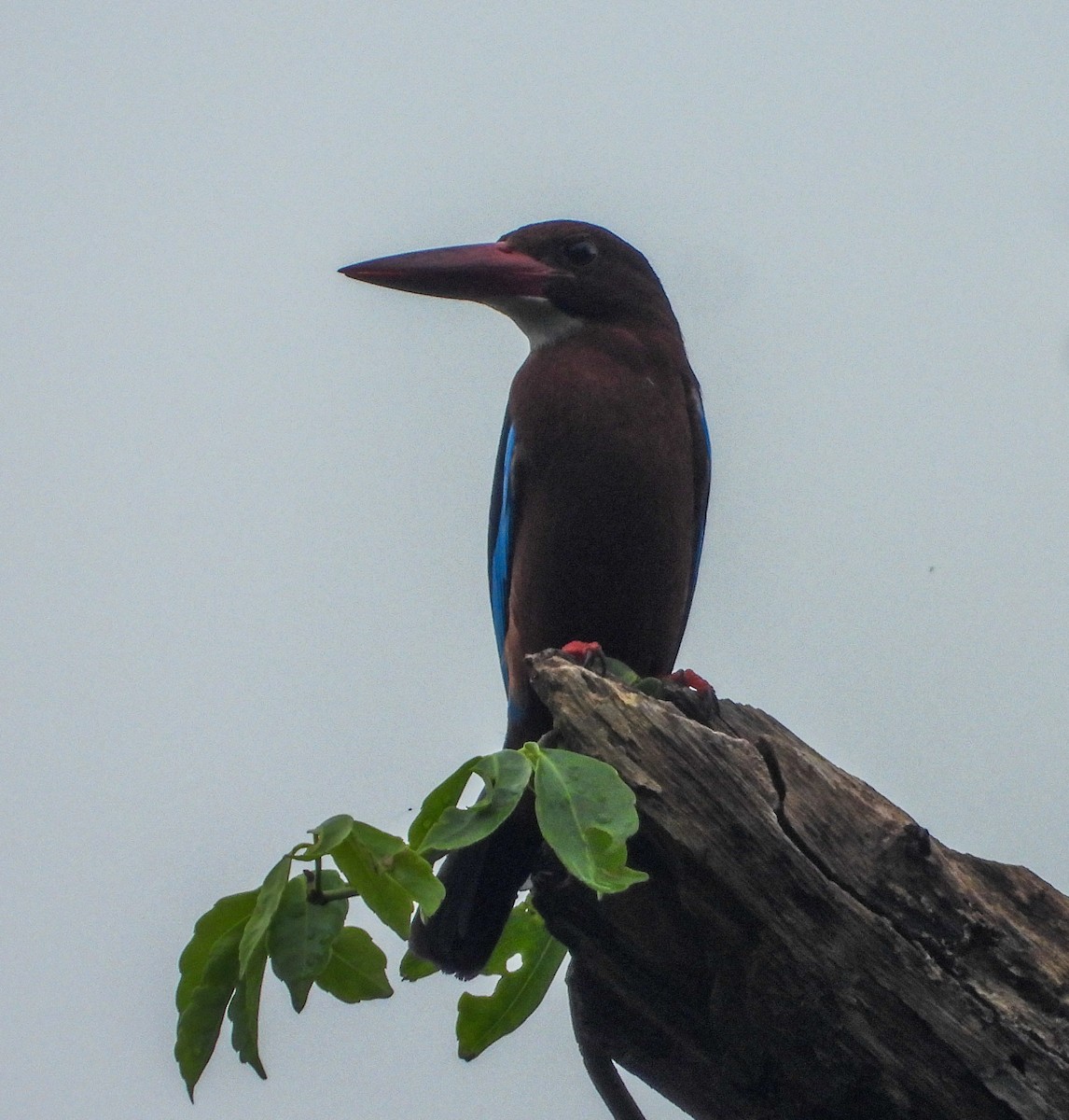 Brown-breasted Kingfisher - ML636285352