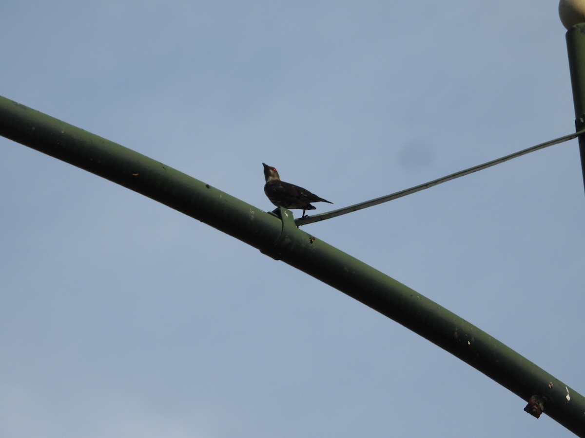 Asian Glossy Starling - ML636285398