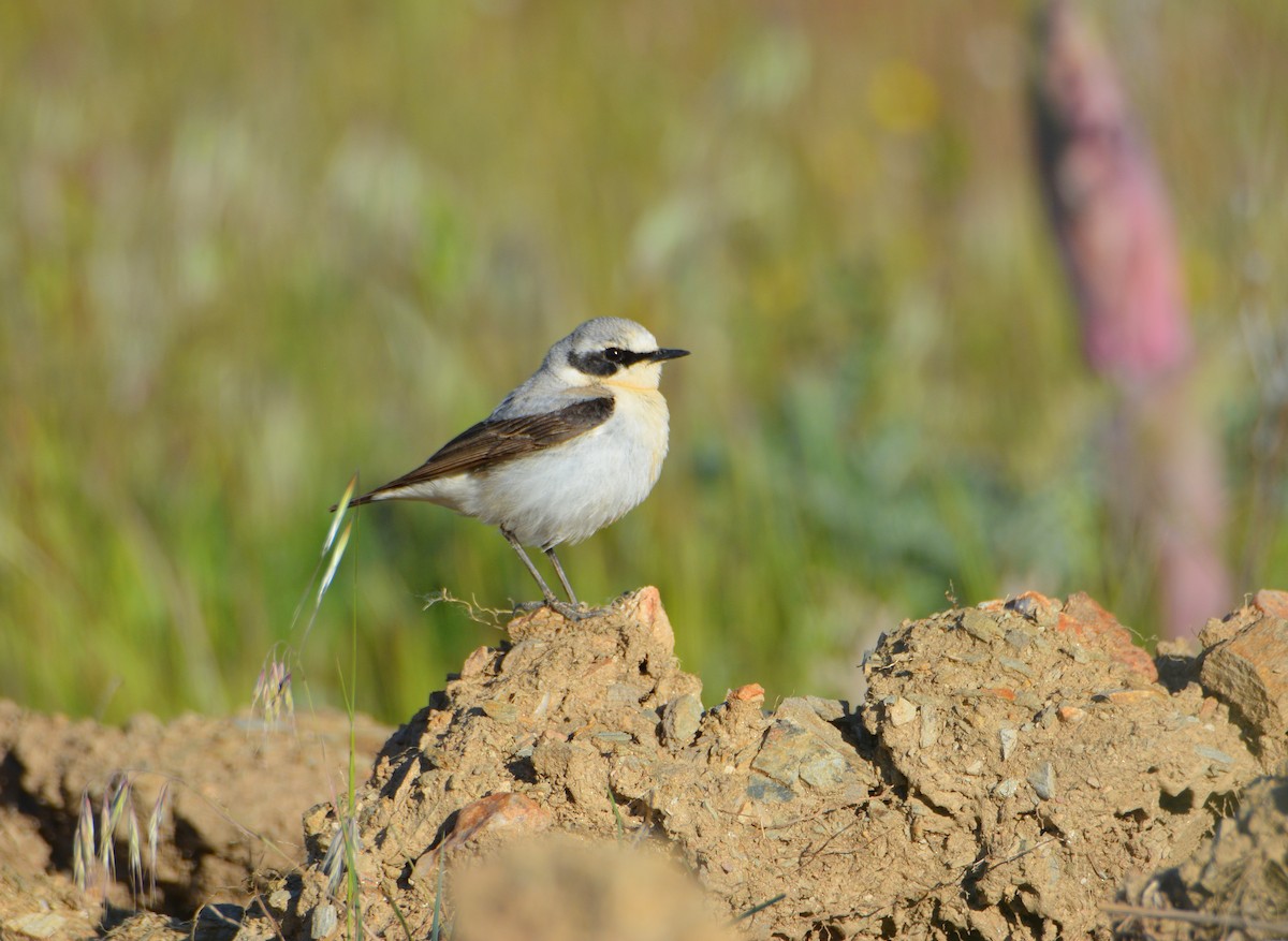 Northern Wheatear - ML636285442