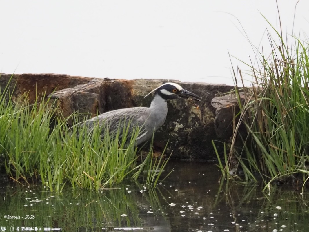 Krabbenreiher - ML636285486