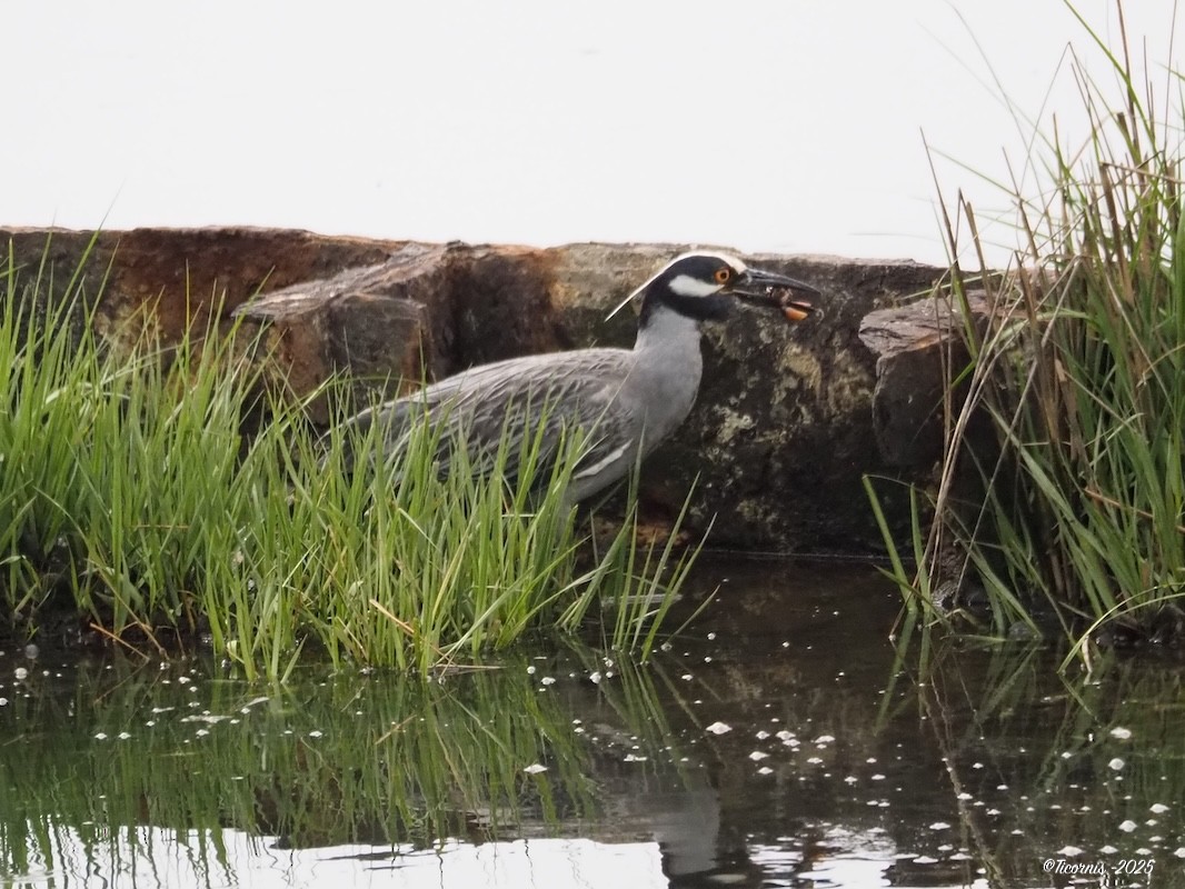 Krabbenreiher - ML636285487