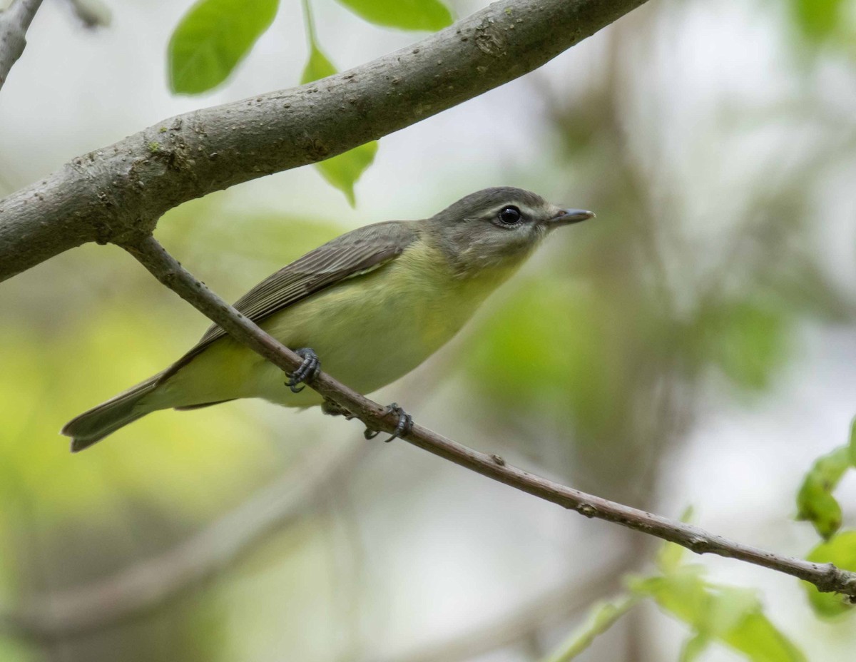 Philadelphia Vireo - ML636285644