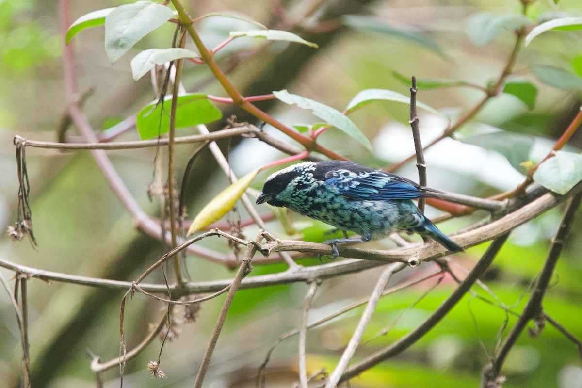 Beryl-spangled Tanager - ML636285649