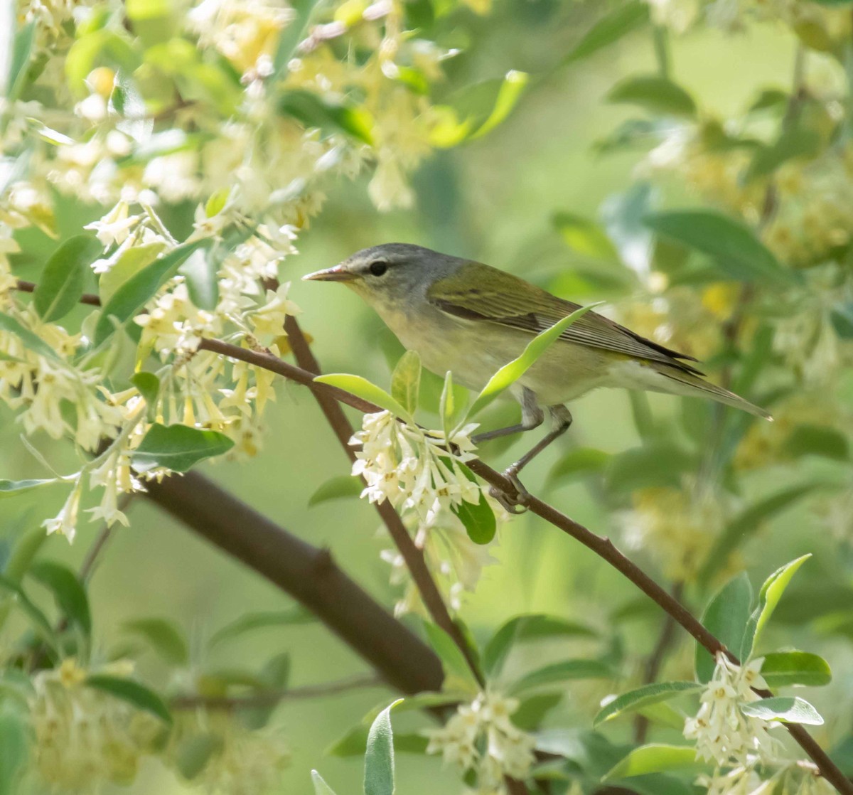 Tennessee Warbler - ML636285662
