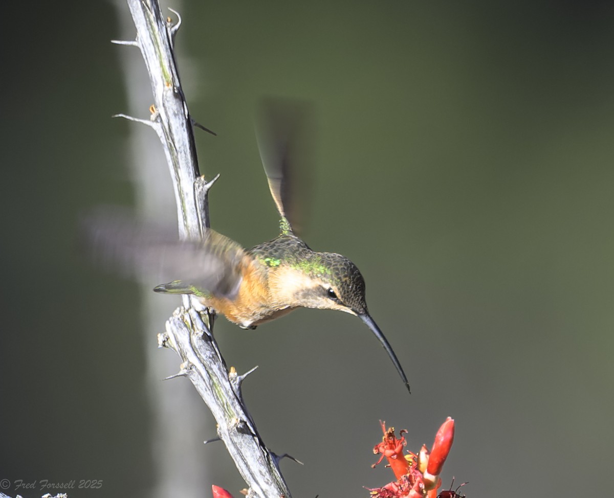 Lucifer Hummingbird - ML636285672
