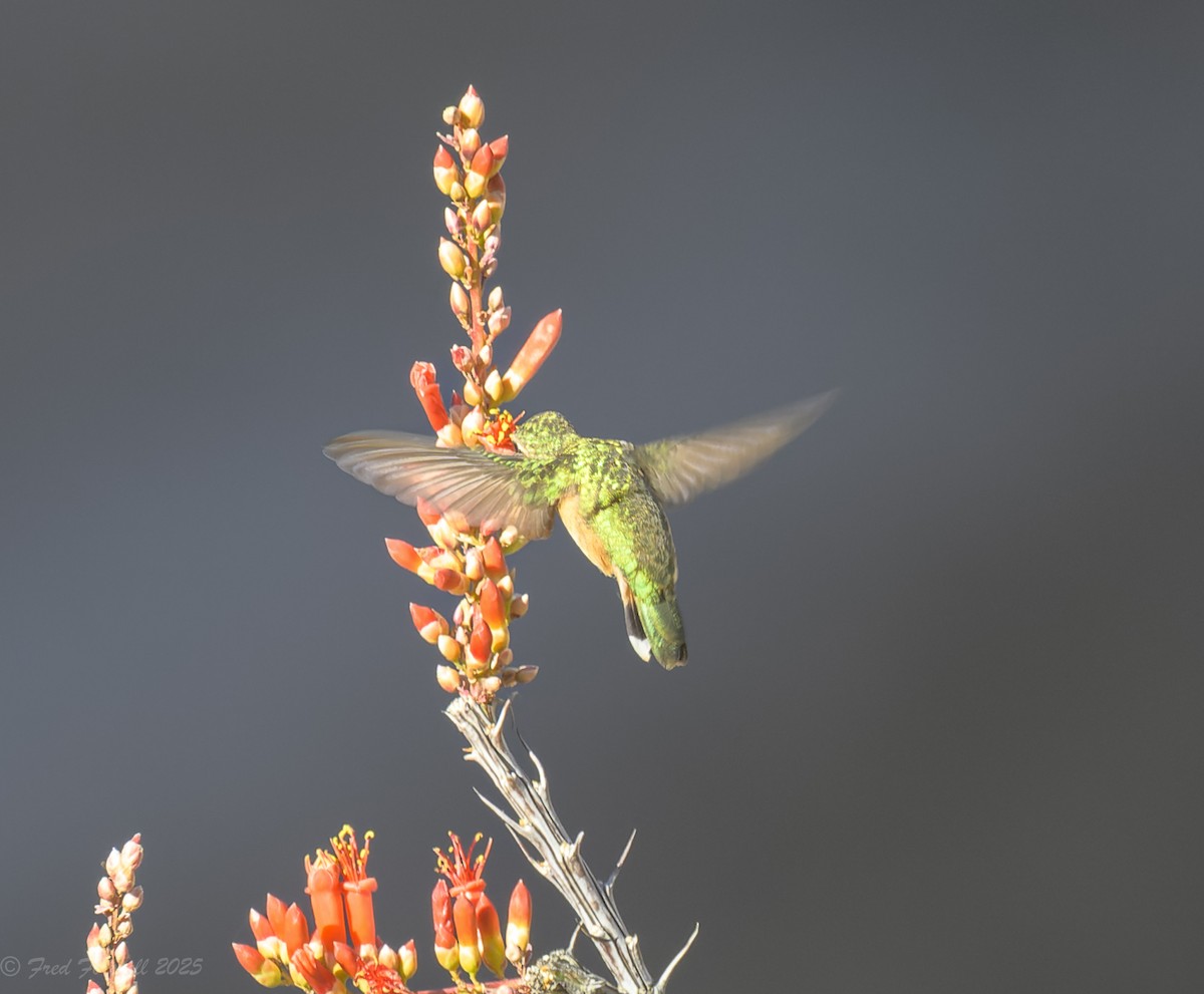 Lucifer Hummingbird - ML636285678