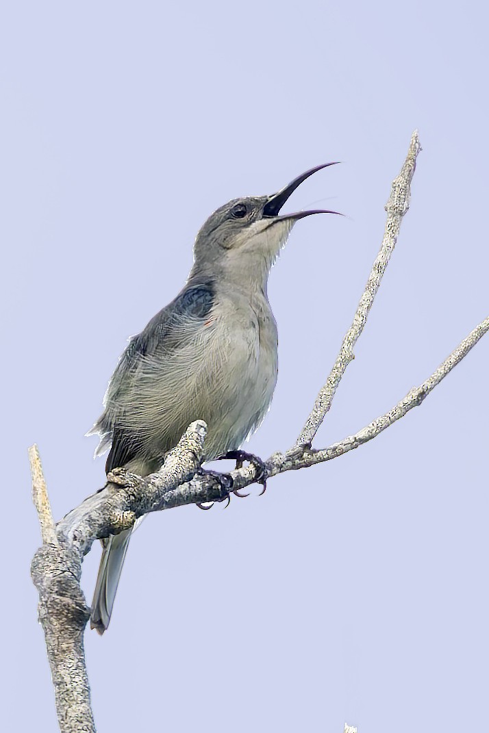 Mouse-colored Sunbird - ML636285683