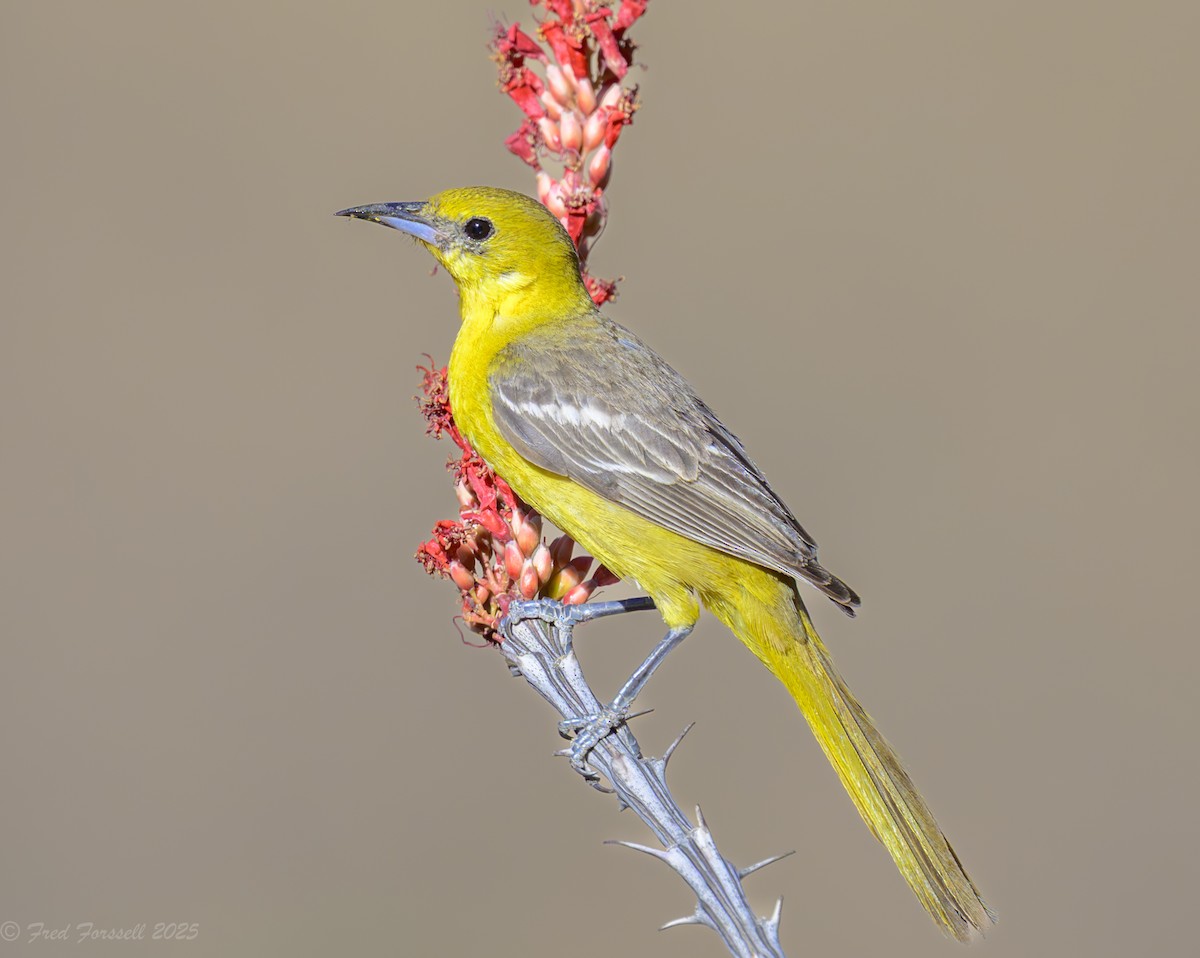 Hooded Oriole - ML636285685