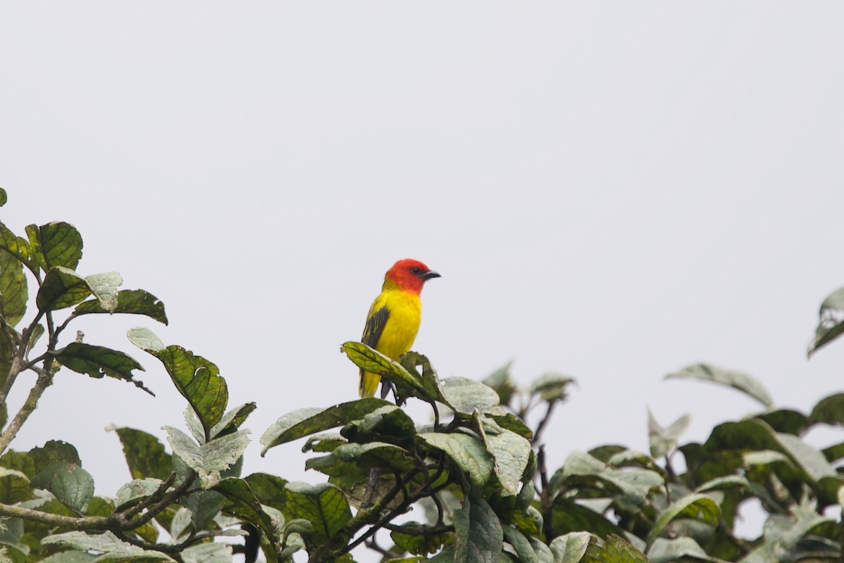 Red-hooded Tanager - ML636285691
