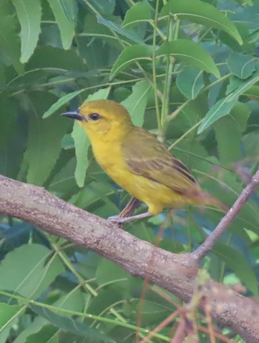 Slender-billed Weaver - ML636285699