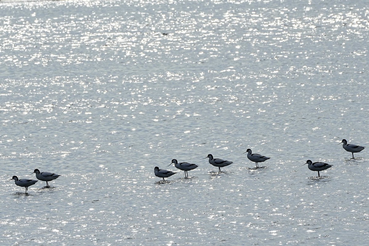 Pied Avocet - ML636285757