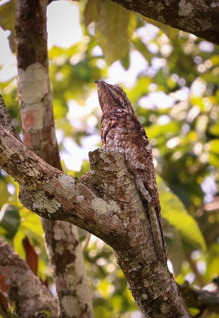 Great Potoo - ML636285762