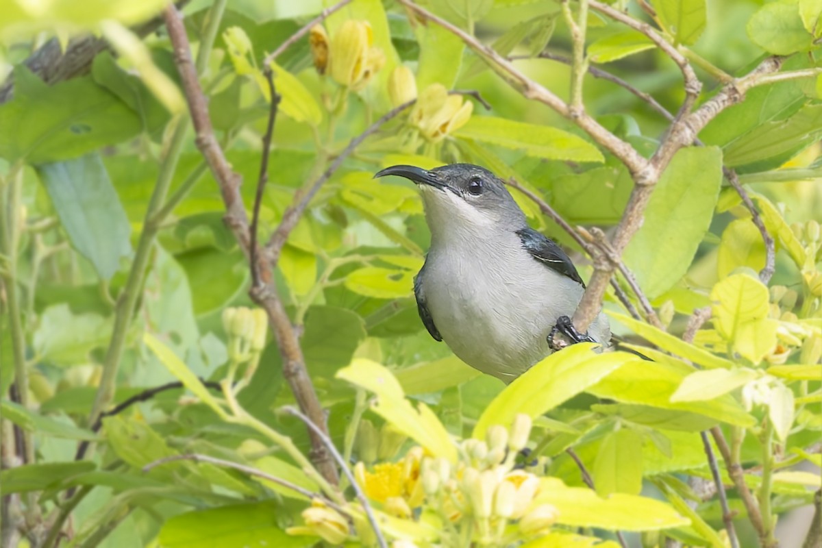 Mouse-colored Sunbird - ML636285777