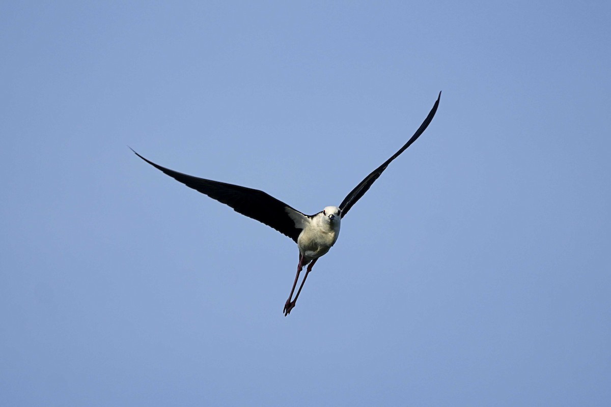 Black-winged Stilt - ML636285781