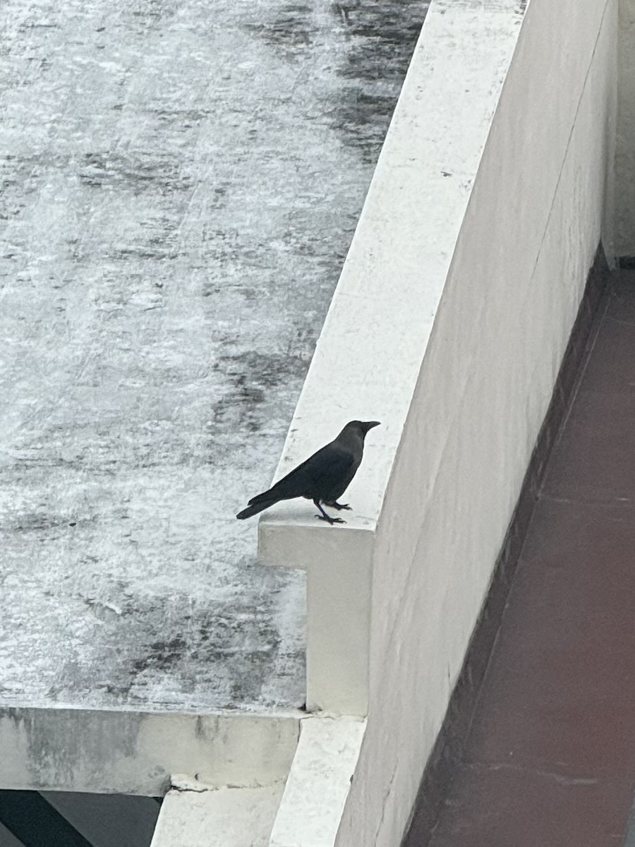 家烏鴉 - ML636285825