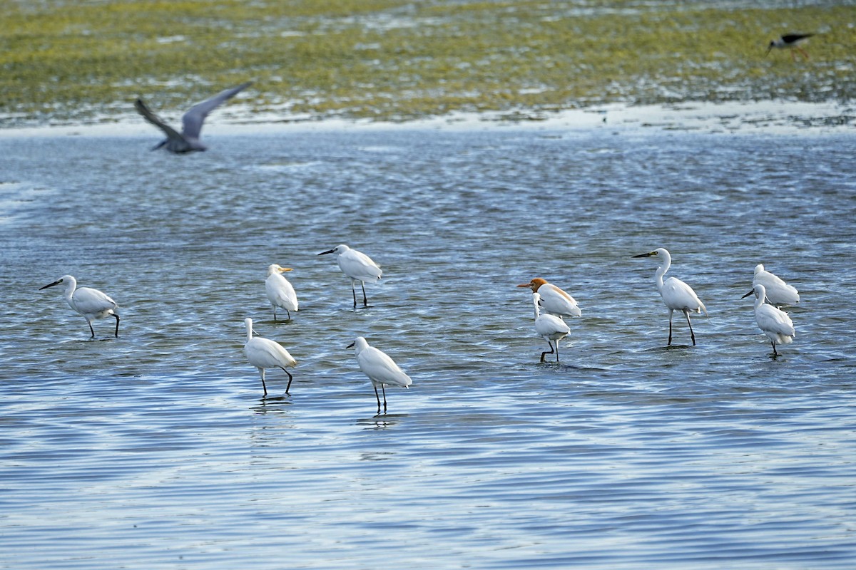 Little Egret - ML636285826