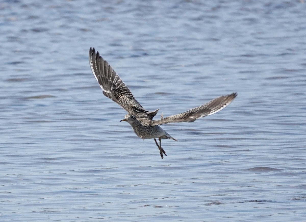 Upland Sandpiper - ML636285840