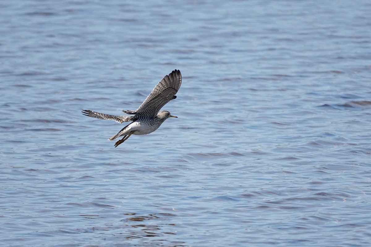 Upland Sandpiper - ML636285841
