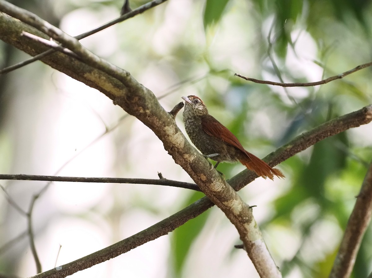 Scaled Spinetail - ML636285849
