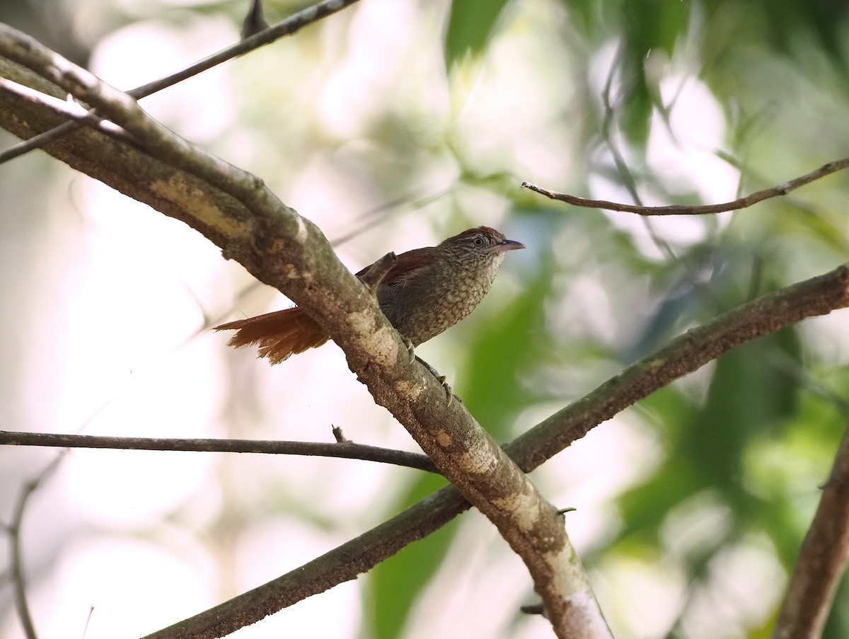 Scaled Spinetail - ML636285850