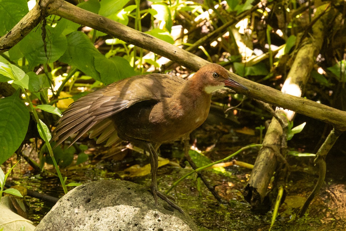 White-throated Rail - ML636285861