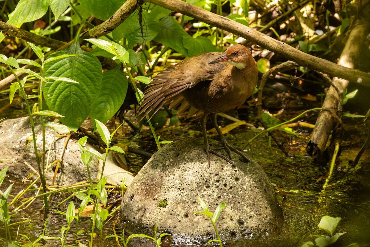 White-throated Rail - ML636285862