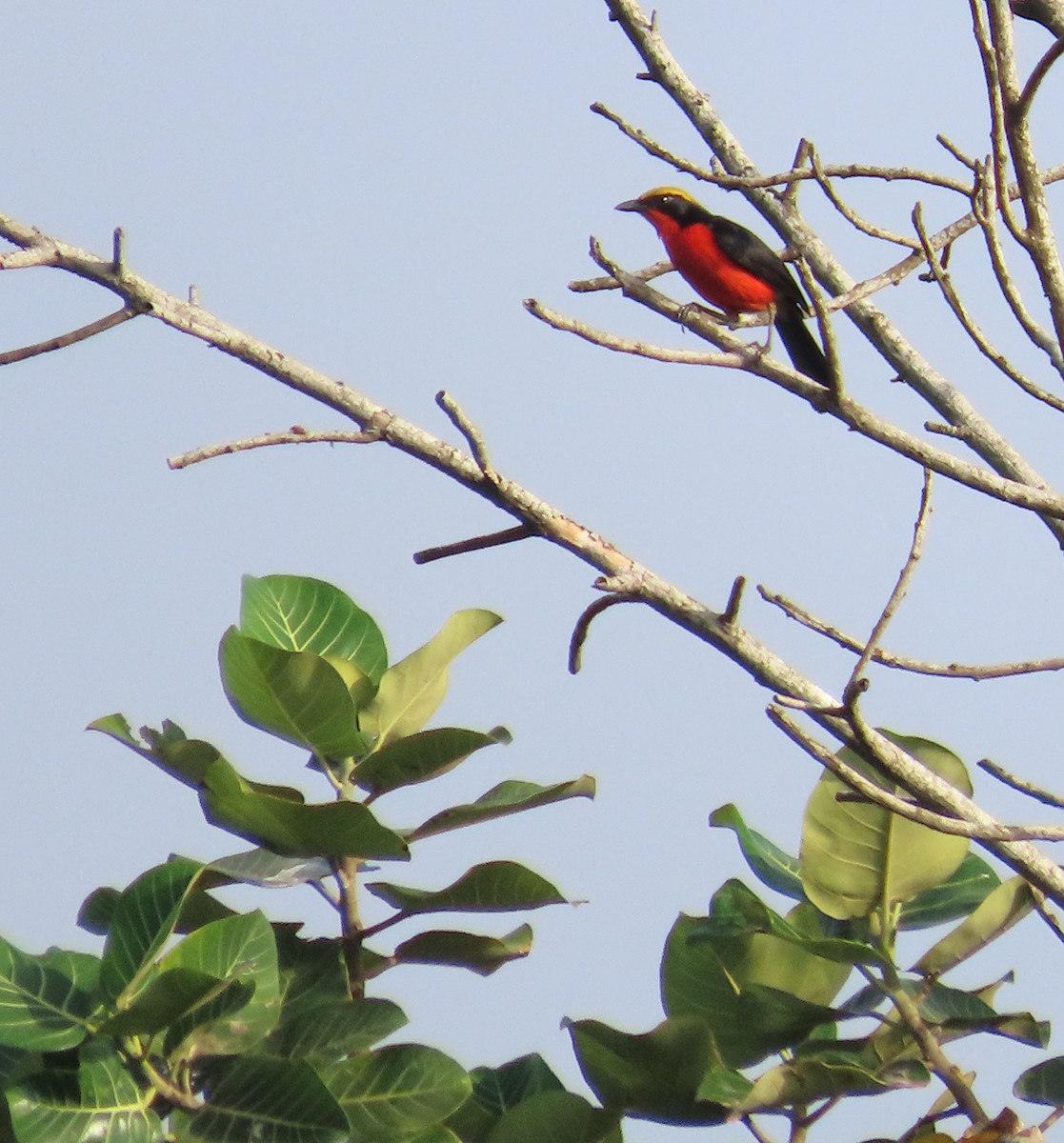 Yellow-crowned Gonolek - ML636285893