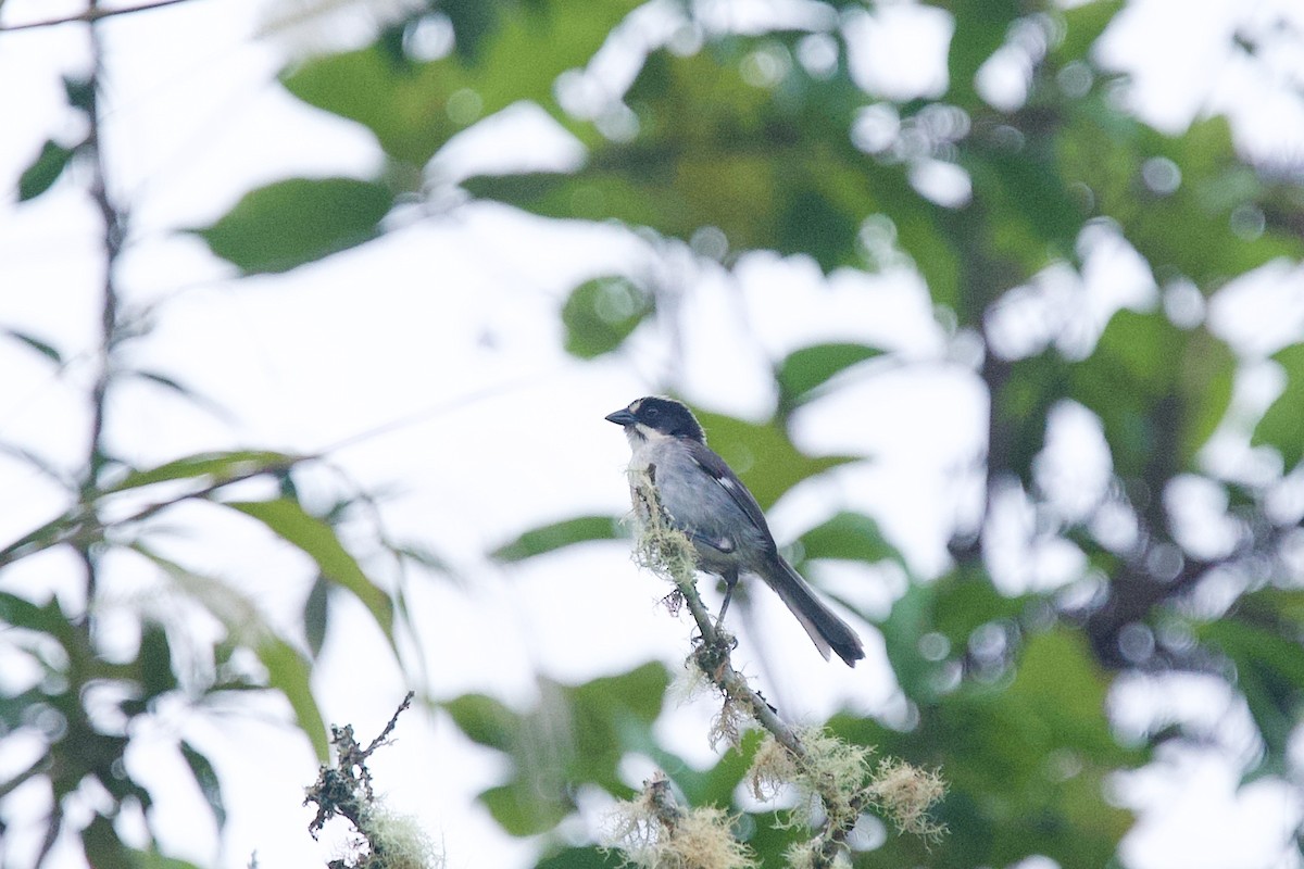 White-winged Brushfinch (Paynter's) - ML636285897