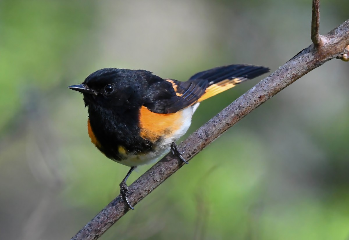 American Redstart - ML636285915