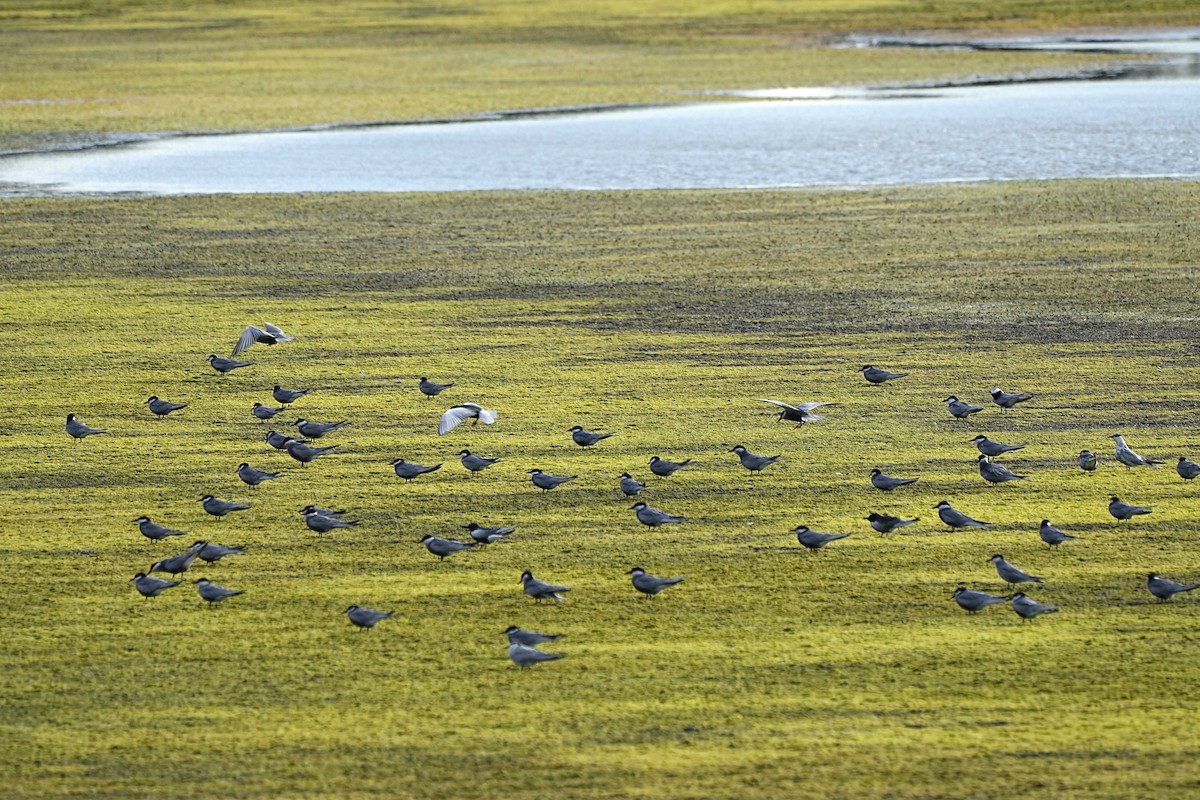 Whiskered Tern - ML636285932