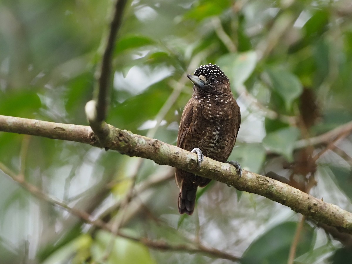 Varzea Piculet - ML636285937