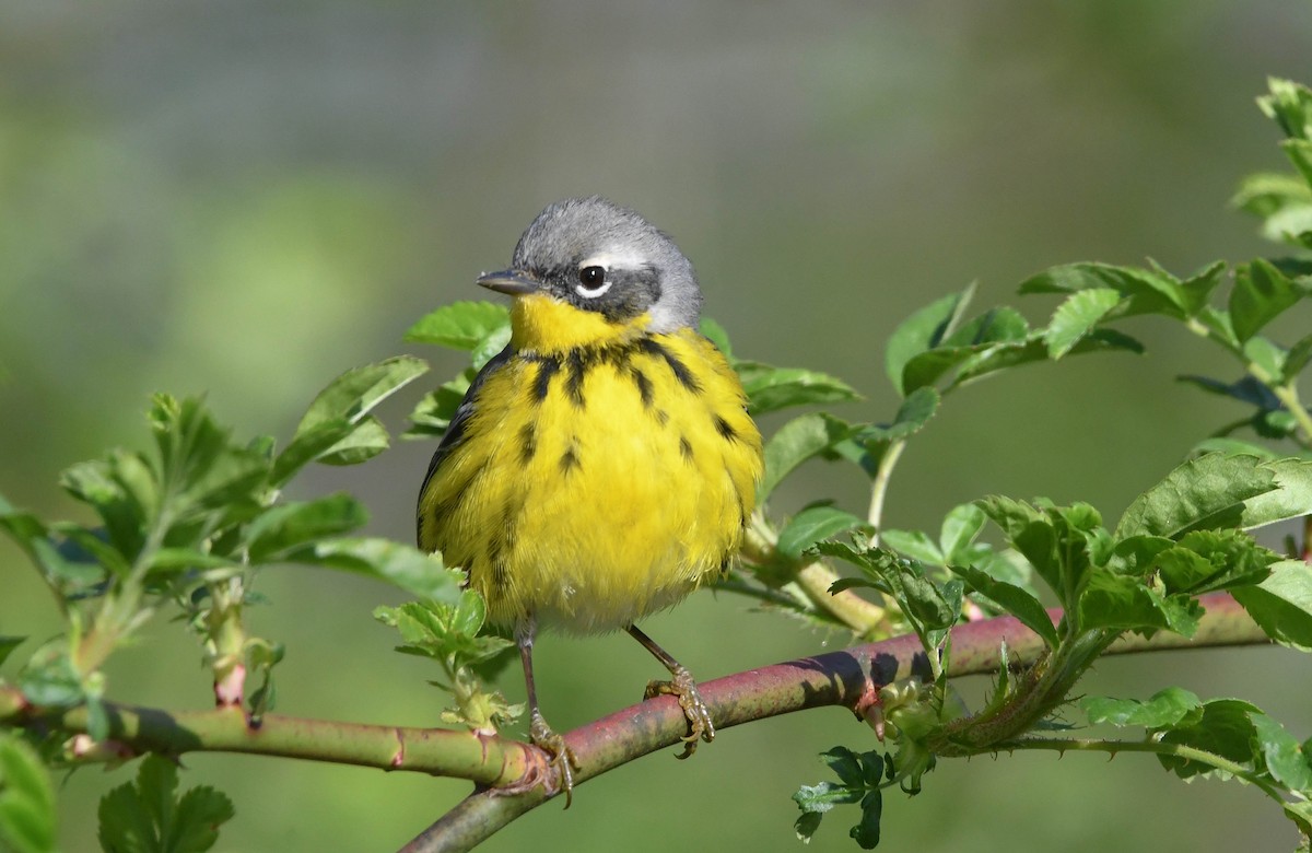 Magnolia Warbler - ML636285952