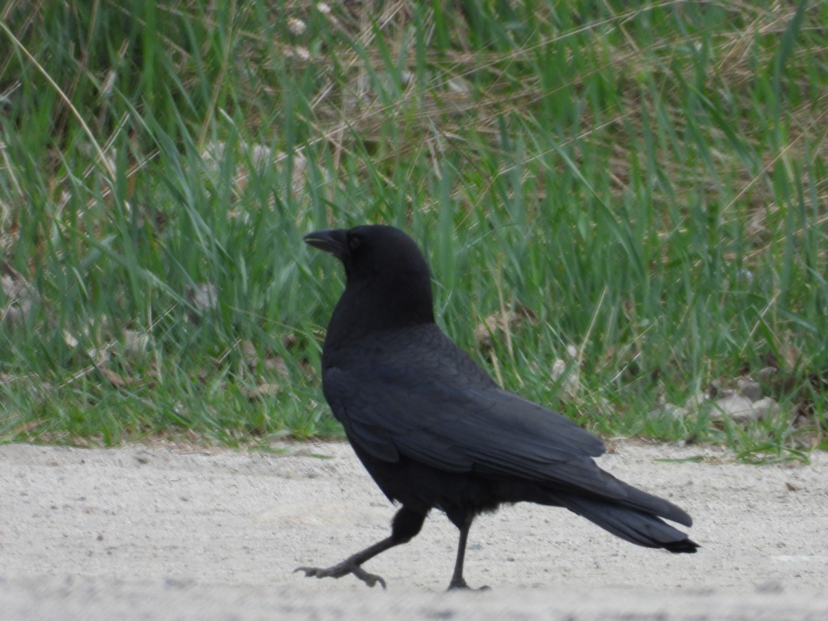American Crow - ML636285965
