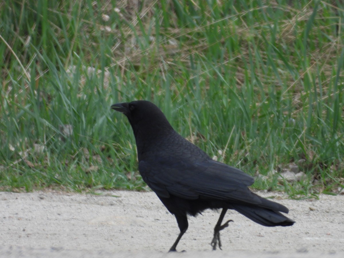 American Crow - ML636285966