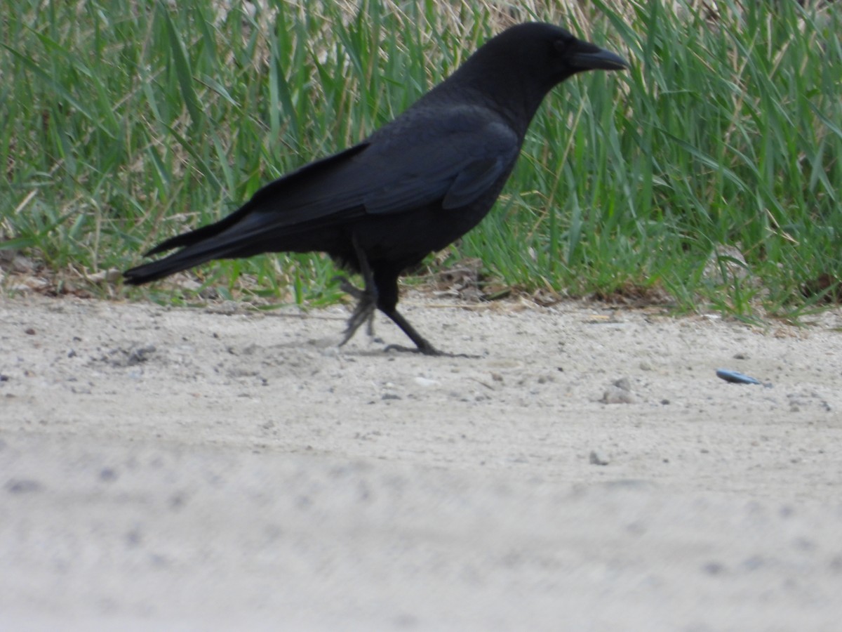 American Crow - ML636285967