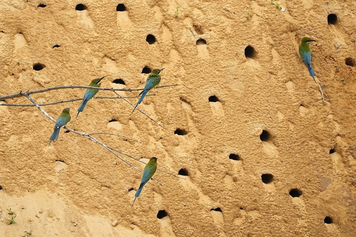 Blue-tailed Bee-eater - ML636285976