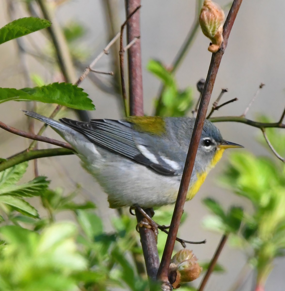 Northern Parula - ML636285988