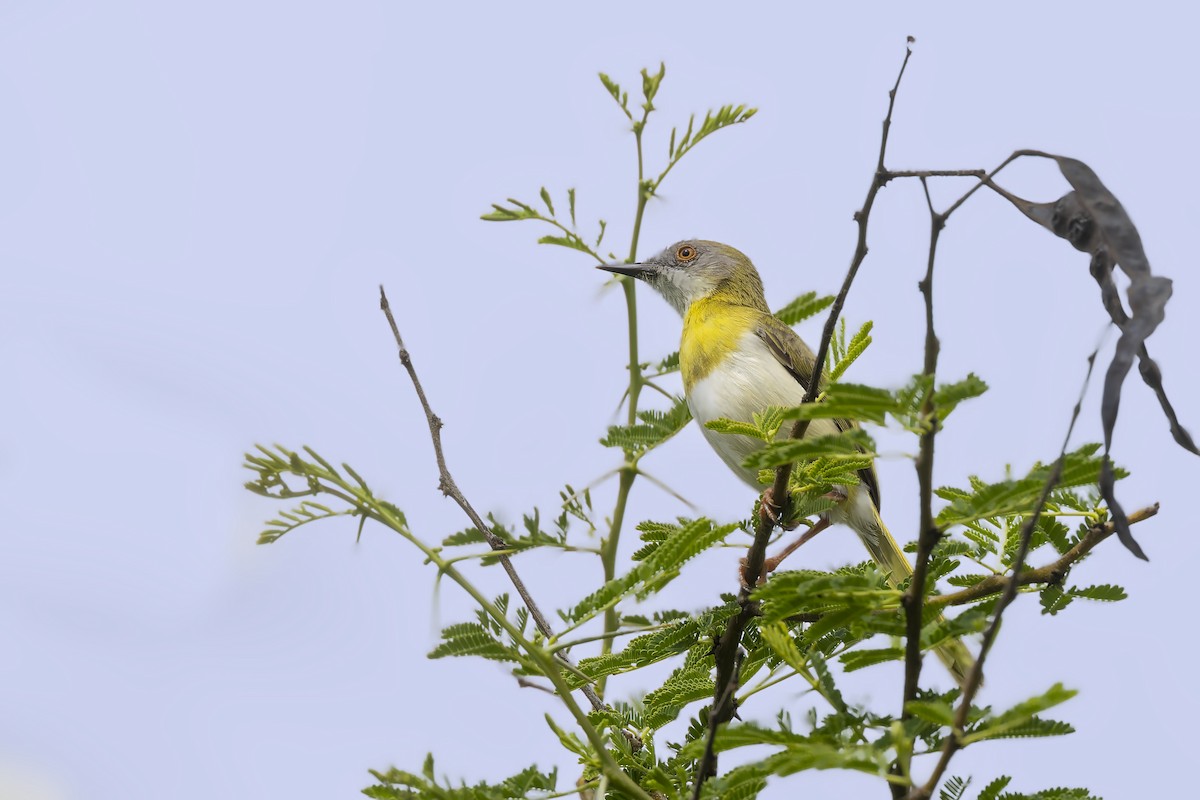 Yellow-breasted Apalis - ML636285994