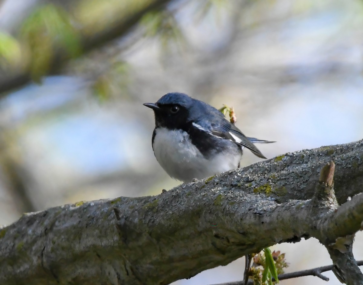 Black-throated Blue Warbler - ML636286004