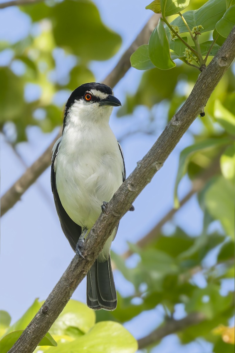 Black-backed Puffback - ML636286005