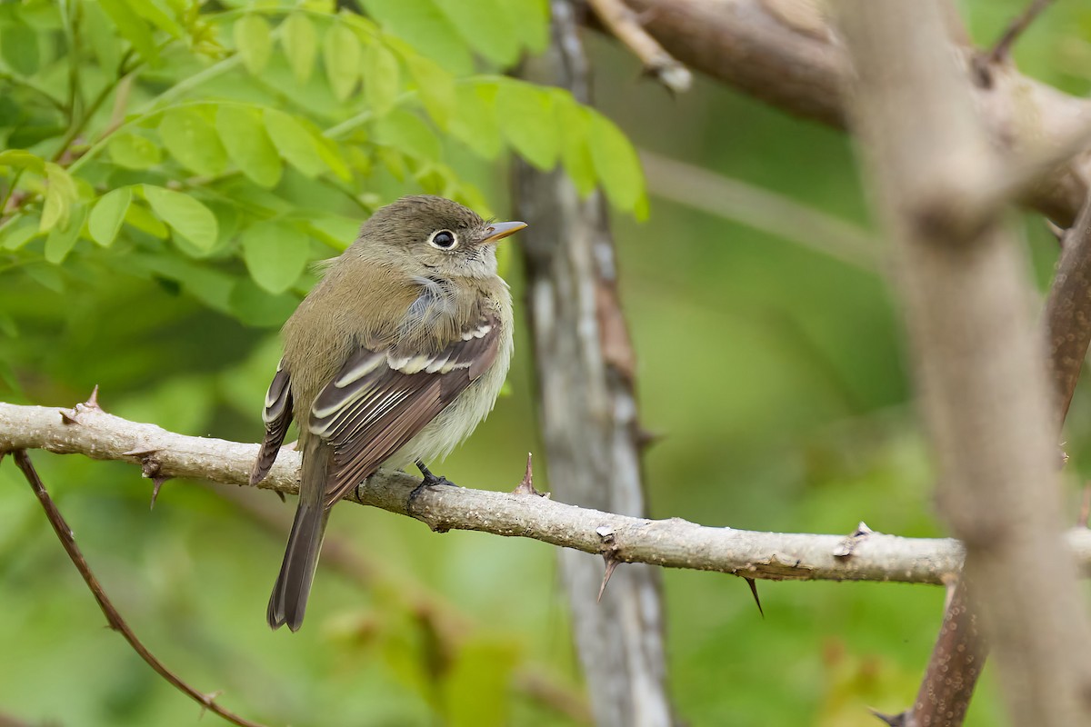 Least Flycatcher - ML636286007