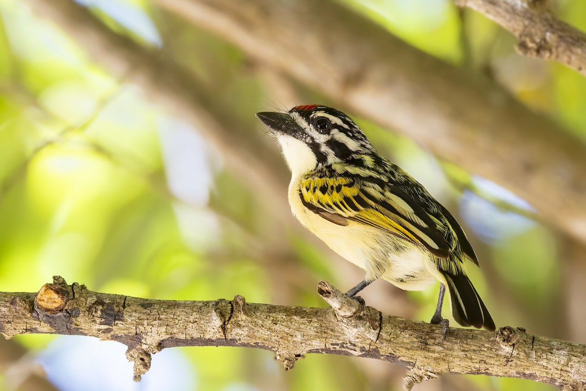 Northern Red-fronted Tinkerbird - ML636286012