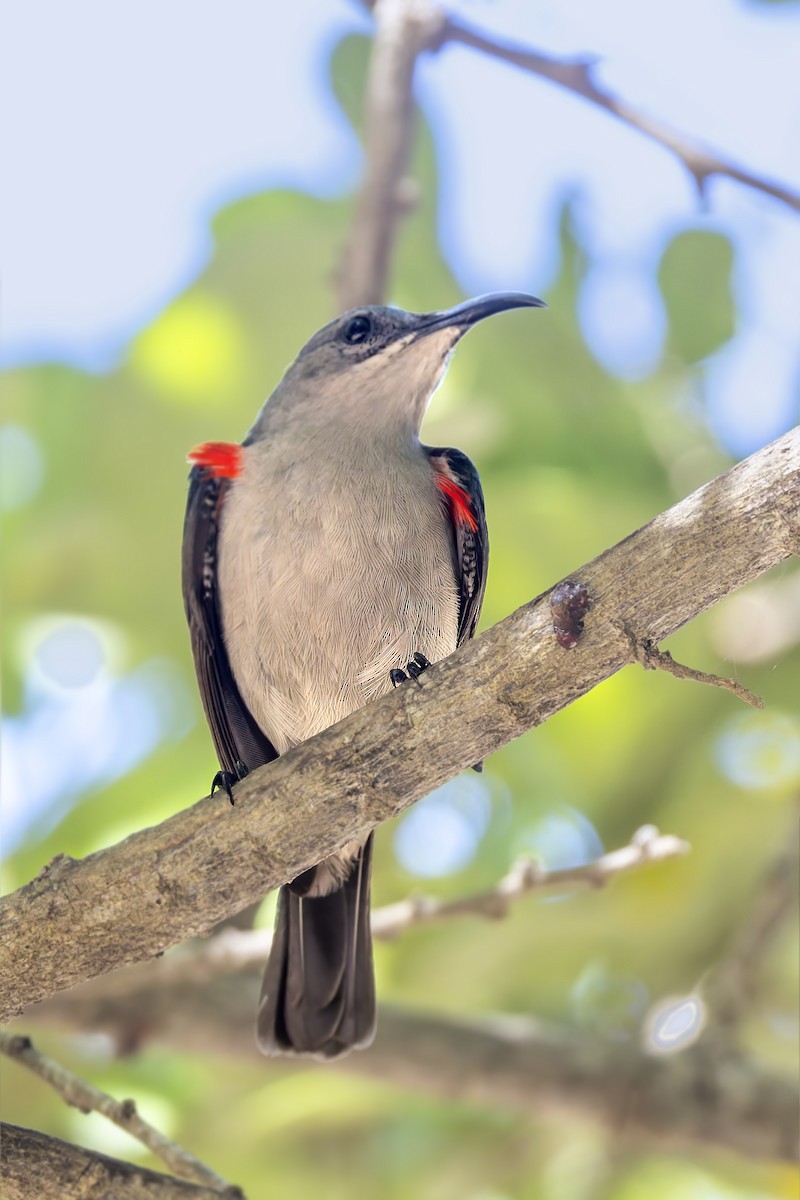Mouse-colored Sunbird - ML636286018