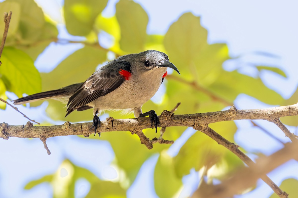 Mouse-colored Sunbird - ML636286019
