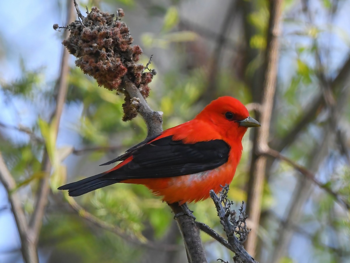 Scarlet Tanager - ML636286030