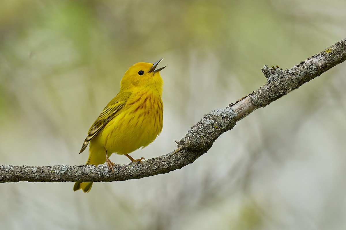 Northern Yellow Warbler - ML636286036