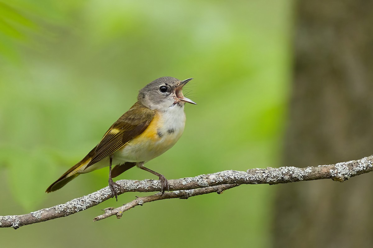 American Redstart - ML636286044