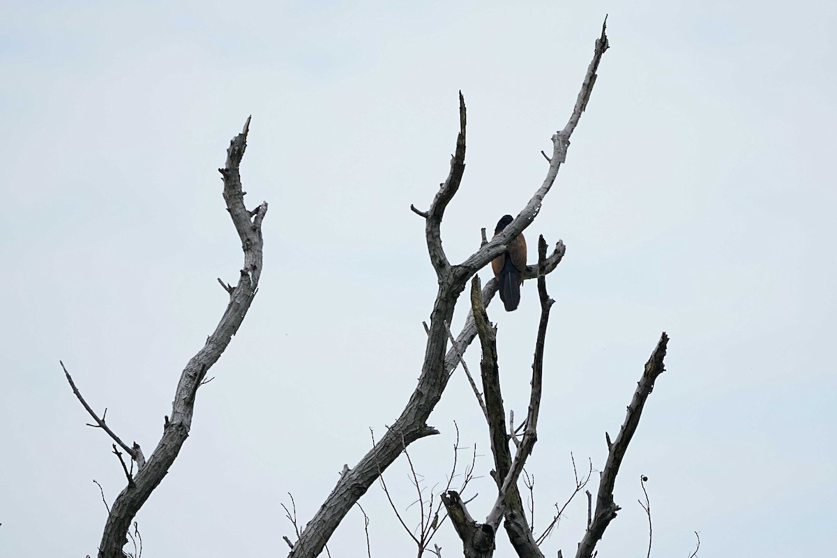 Lesser Coucal - ML636286047